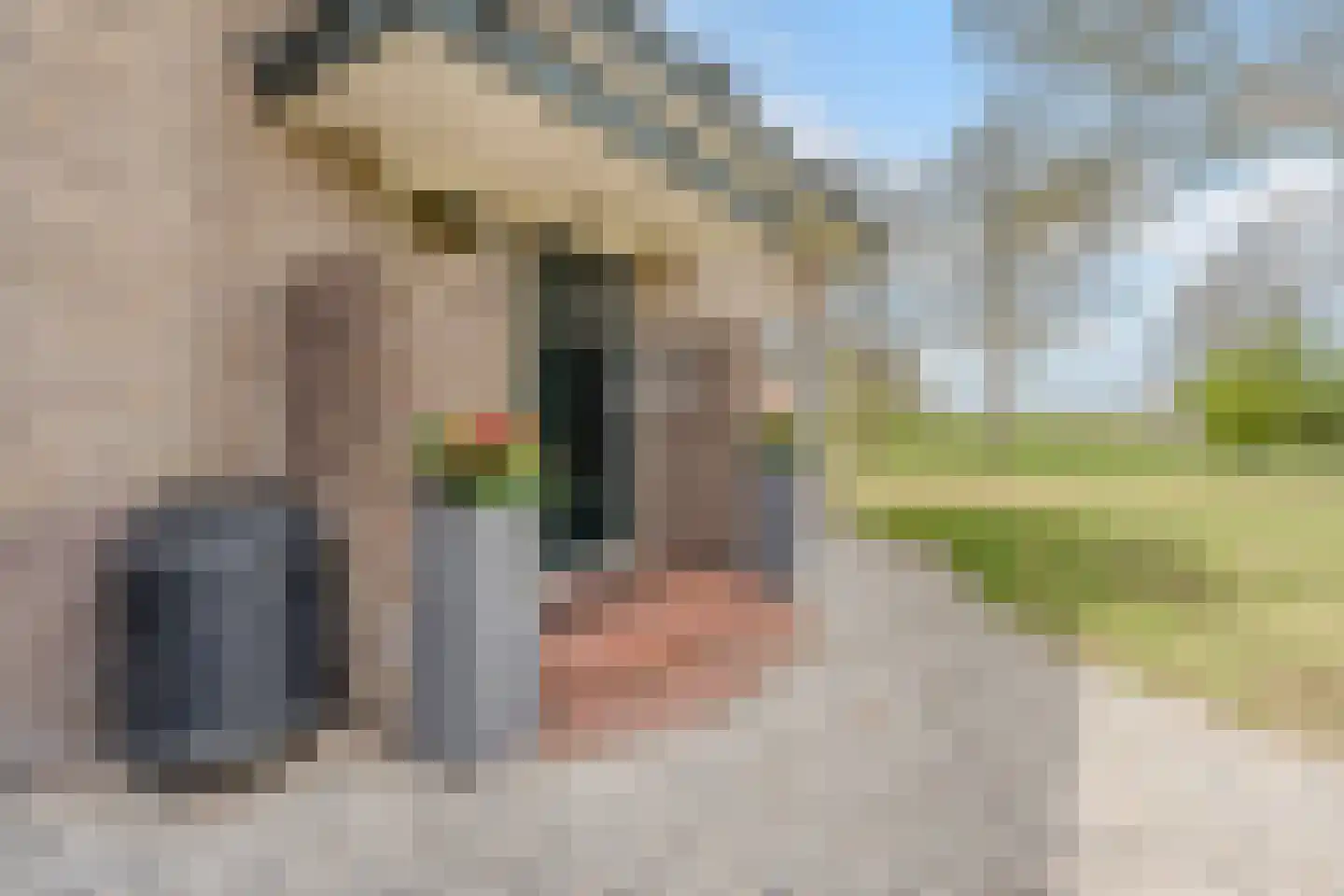 Wolvegasterweg 51 Oldeberkoop thumbnail 6