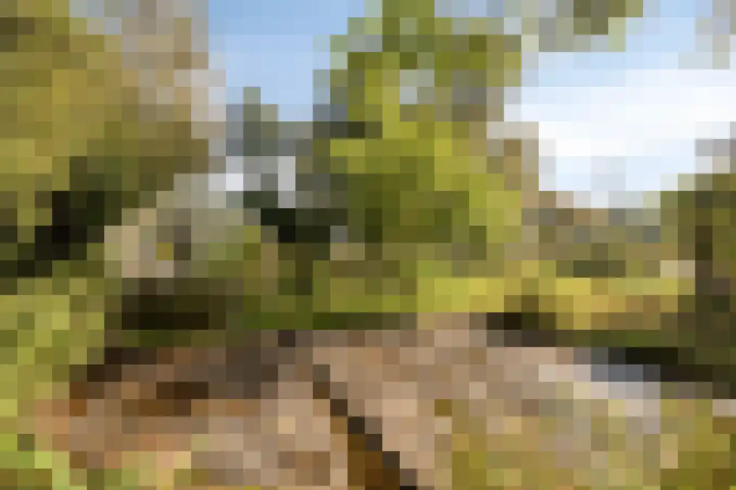 Wolvegasterweg 81 Oldeberkoop thumbnail 60