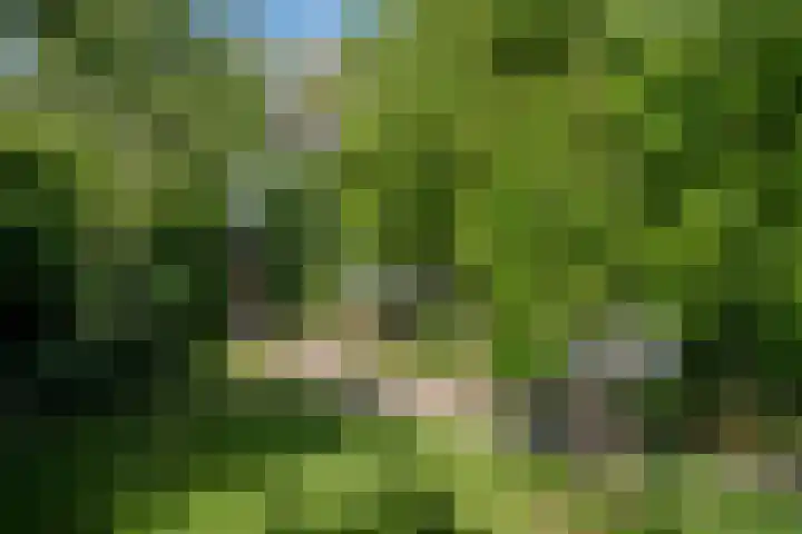 Wolvendijk 27 Eindhoven thumbnail 22
