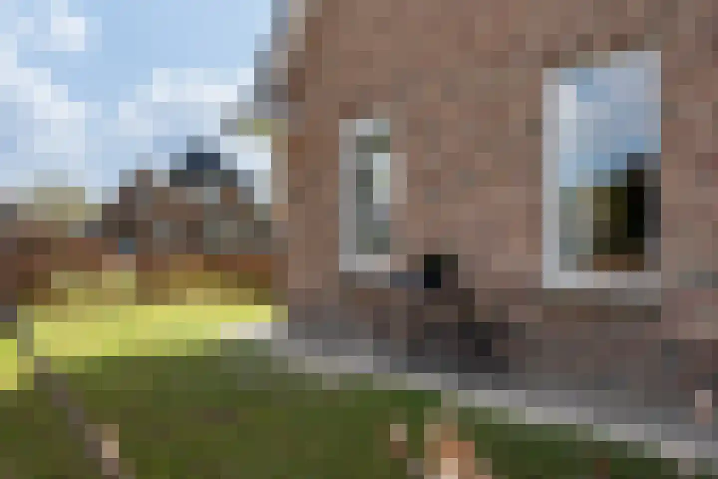 Wolvenhaar 12 Nieuw-Balinge thumbnail 41