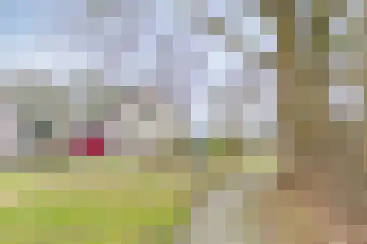 Wolvenveen 28 Rolde thumbnail 60