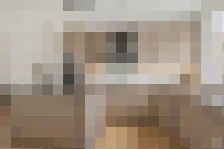 Wolvepad 42 Berghem foto 3