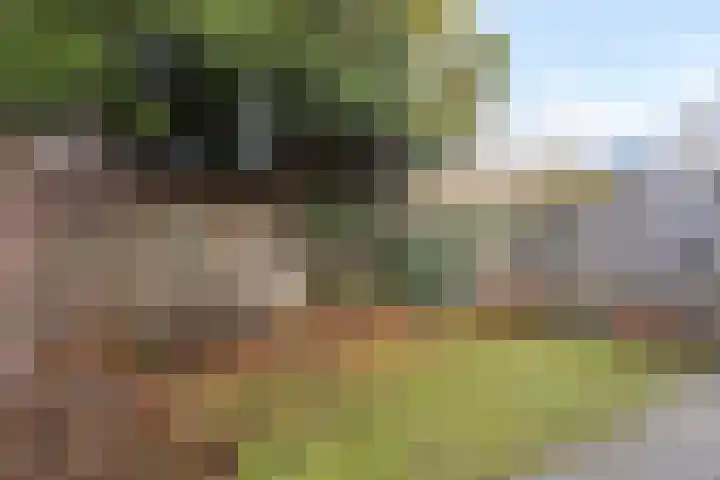 Wolvepad 59 Berghem thumbnail 35