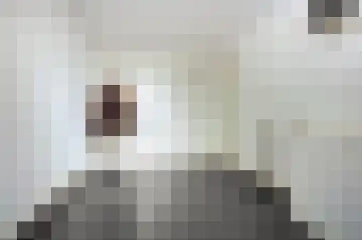 Wolverversgilde 7 Dronten thumbnail 25