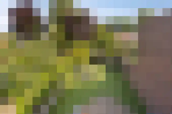 Wolwevershorst 105 Apeldoorn thumbnail 36