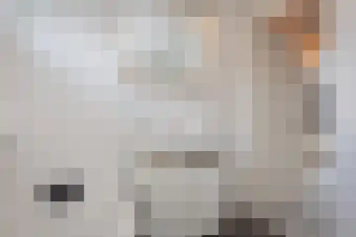 Wolweversstraat 43 Wezep thumbnail 36