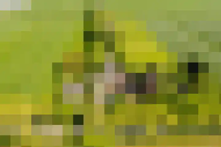 Wormerweg 17 Westbeemster thumbnail 5