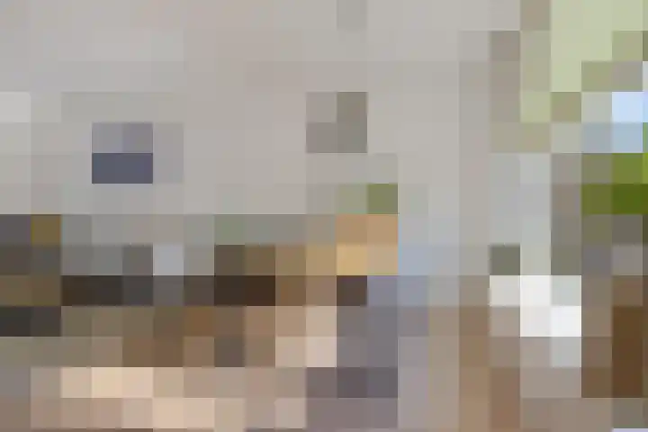 Worp Tjaardastraat 77 Sneek thumbnail 10