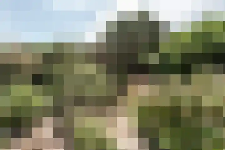 Wortelakker 2 Wezep thumbnail 68