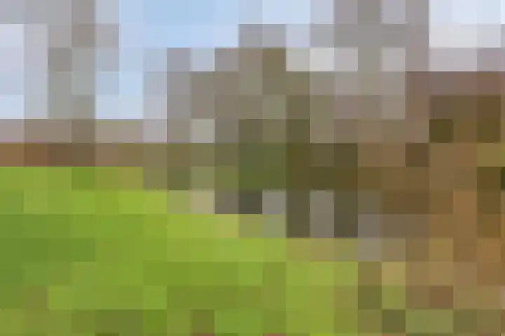 Woudbes 23 Leiden thumbnail 34