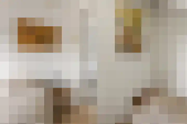 Woudbloemlaan 12 Woudbloem thumbnail 18