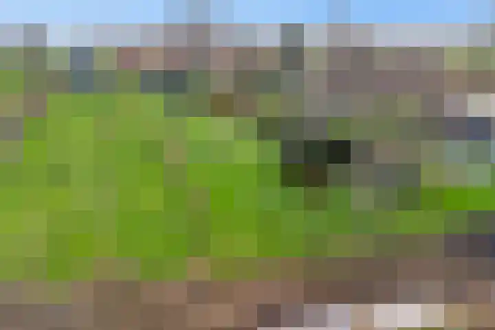 Woudbloemlaan 12 Woudbloem thumbnail 31