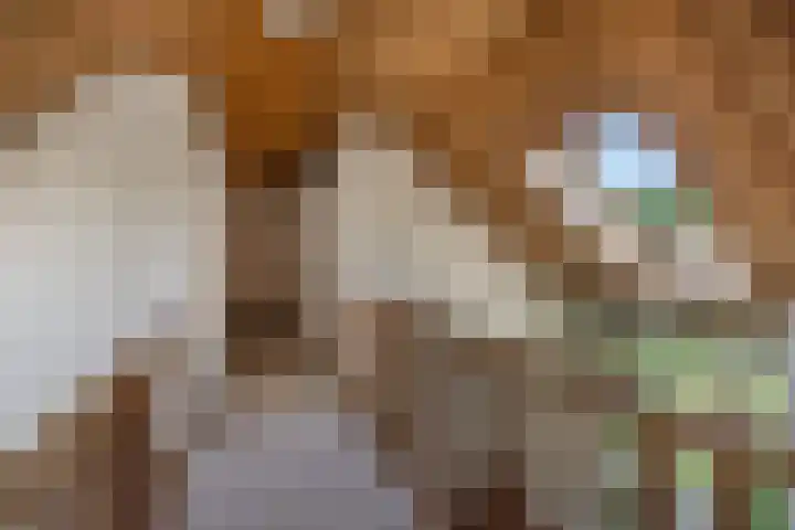 Woudseweg 23 Den Dungen thumbnail 22