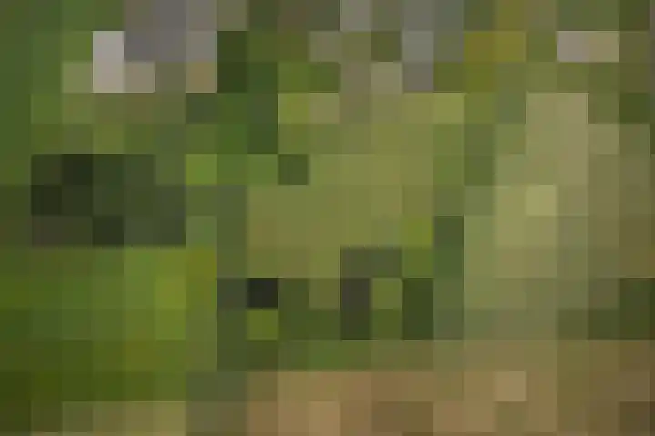 Woudseweg 23 Den Dungen thumbnail 36