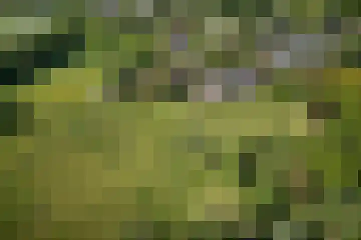 Woudseweg 23 Den Dungen thumbnail 38