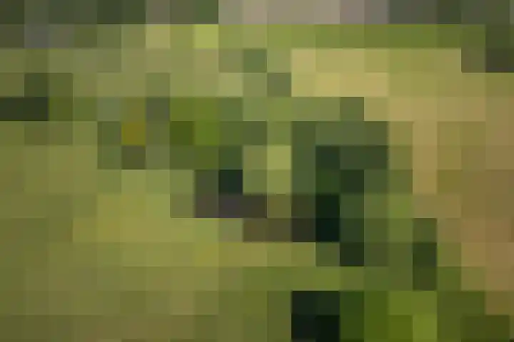 Woudseweg 23 Den Dungen thumbnail 43