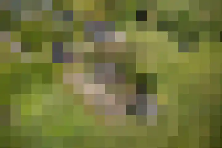 Woudseweg 23 Den Dungen thumbnail 44