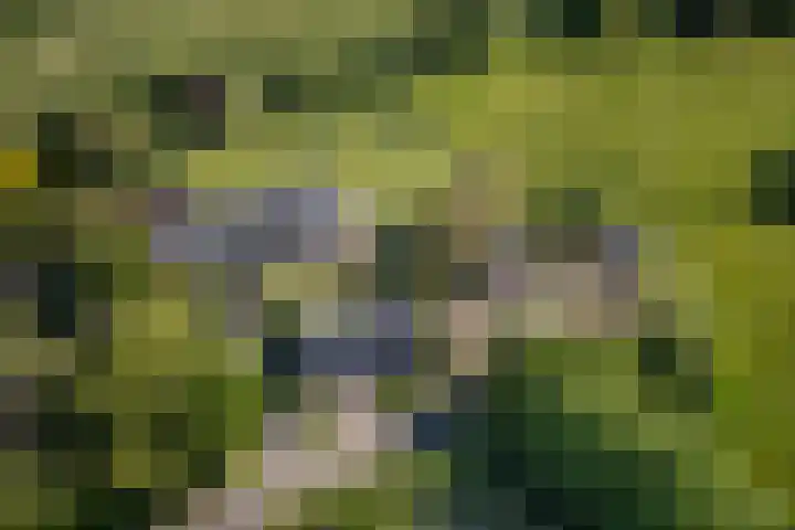 Woudseweg 23 Den Dungen thumbnail 5