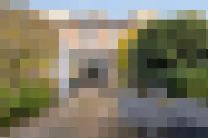 Wouwerbroek 54 Rijen thumbnail 36