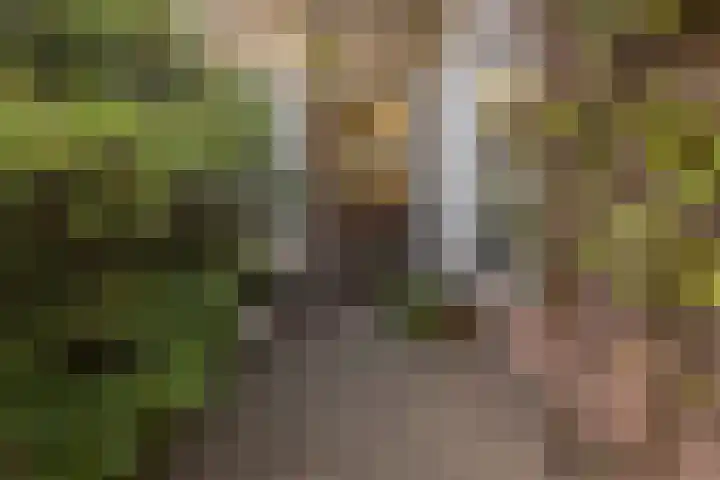 Wouwermanstraat 7 ZW Haarlem thumbnail 21