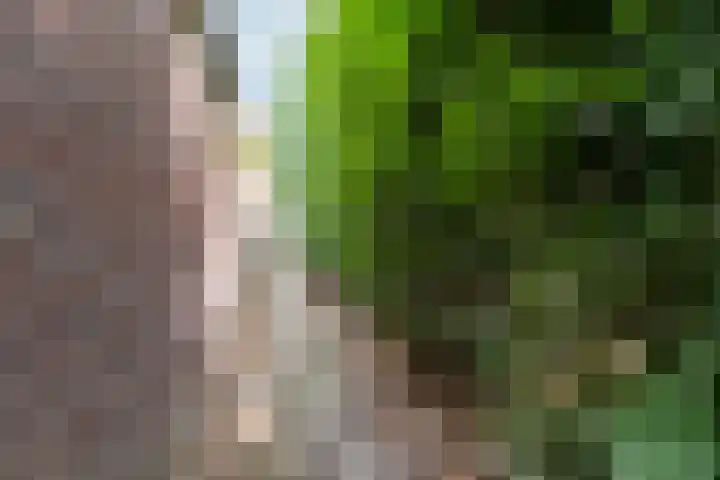Wouwerstraat 7 Hilvarenbeek thumbnail 41