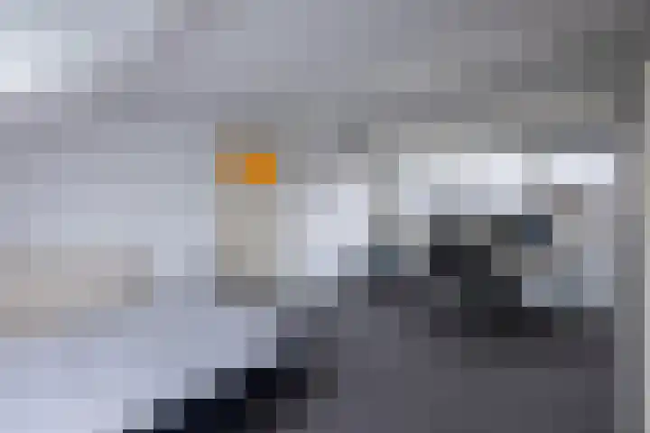Wuiver 36 Spanbroek thumbnail 7