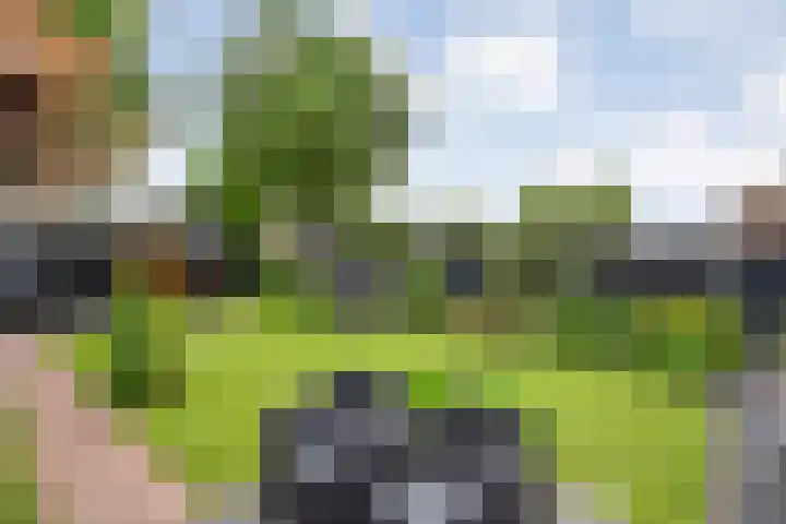 Wulp 26 Raalte thumbnail 37