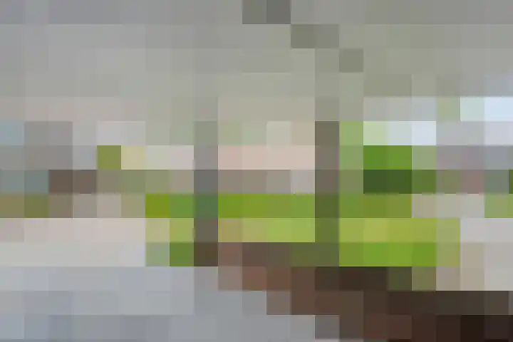 Wulp 26 Raalte thumbnail 44