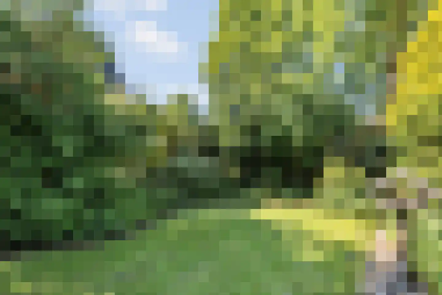 Wulp 4 Raalte thumbnail 38