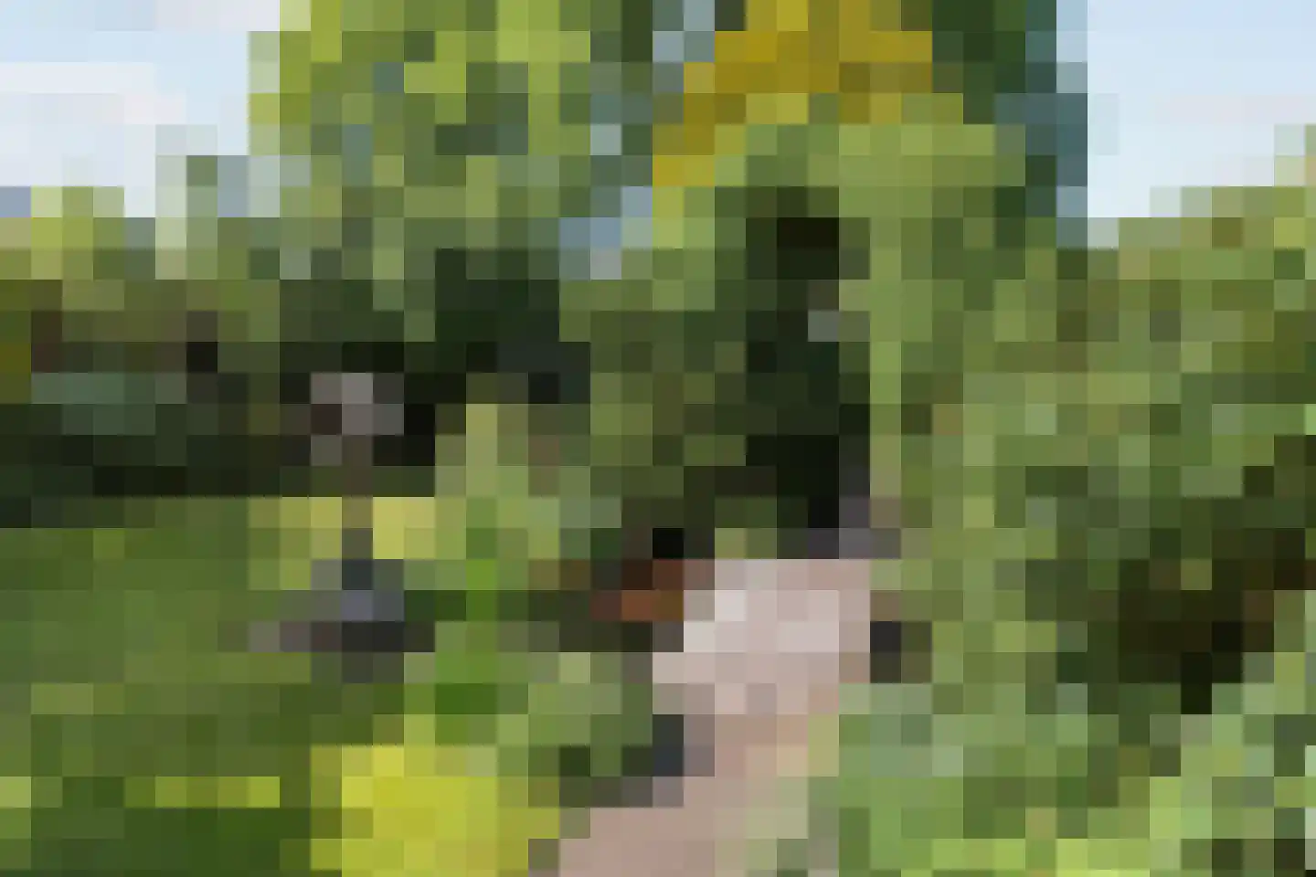 Wulp 4 Raalte thumbnail 39