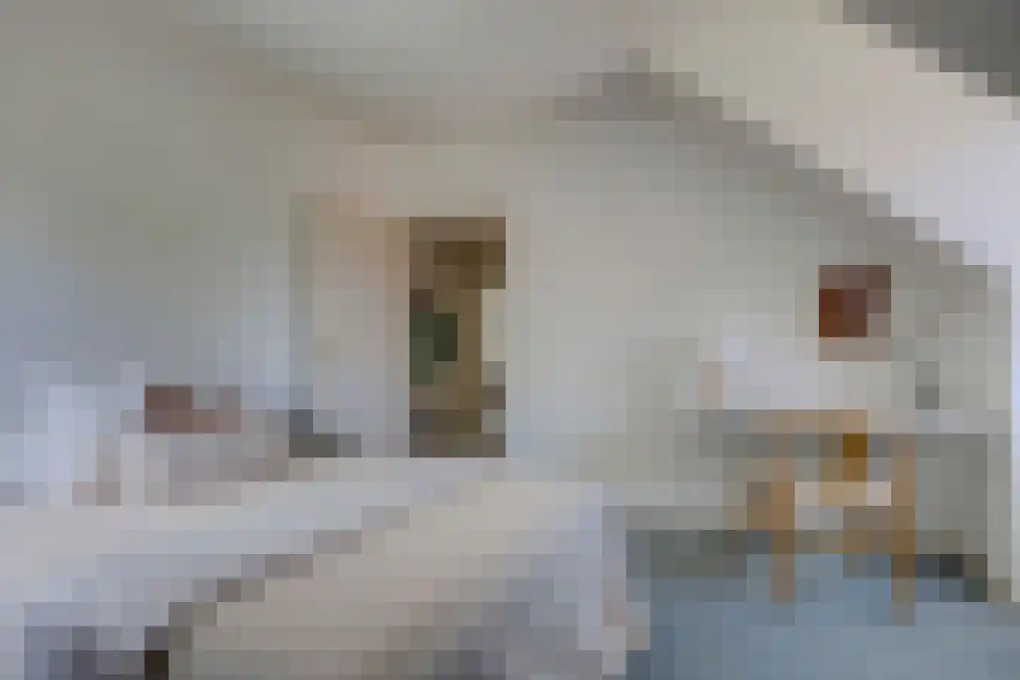 Wulp 7 Zuid-Scharwoude thumbnail 39