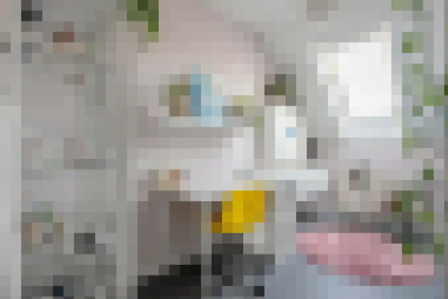 Wulp 81 Raalte thumbnail 23