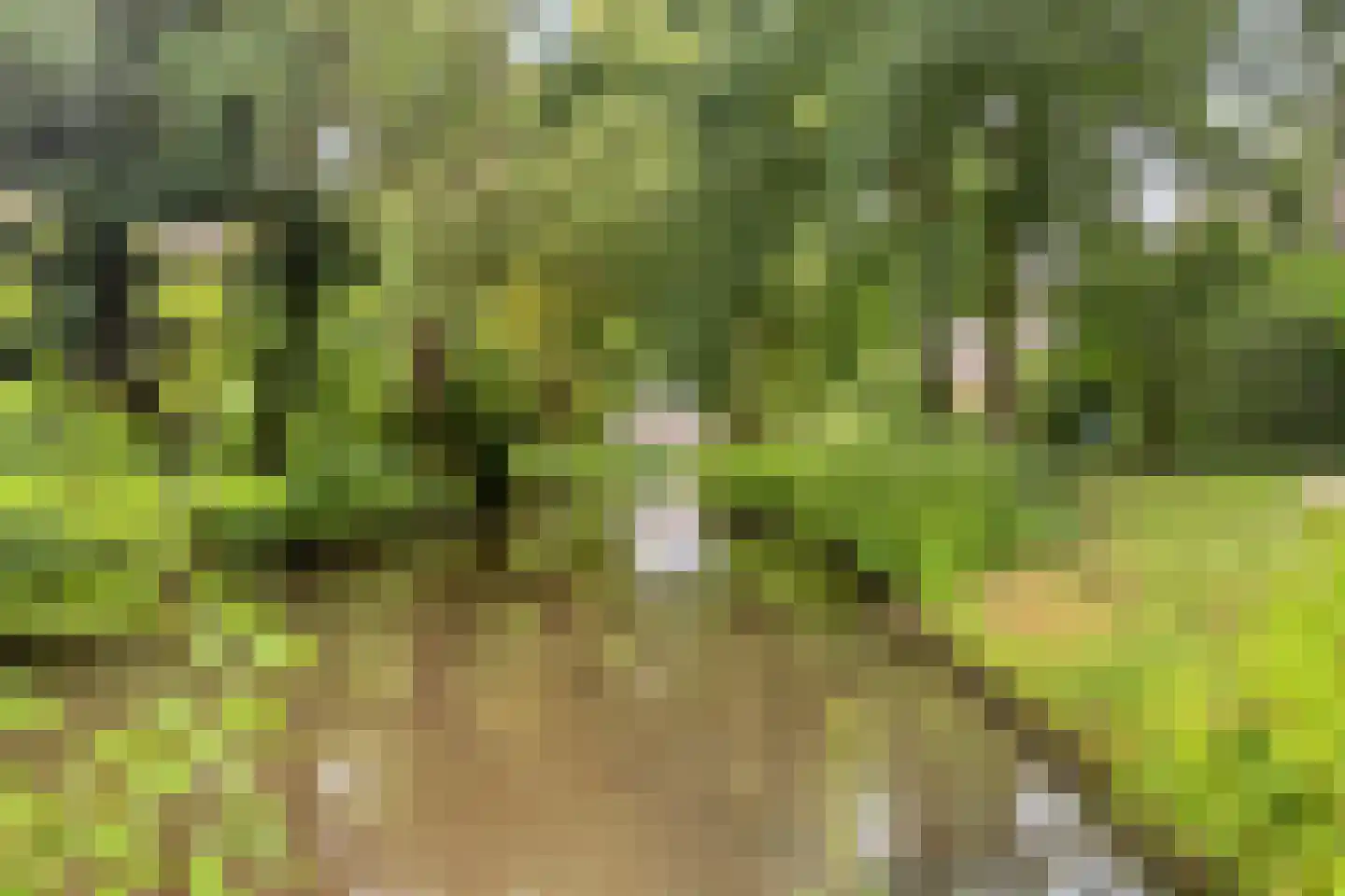 Wulpdonk 5 Veghel thumbnail 47