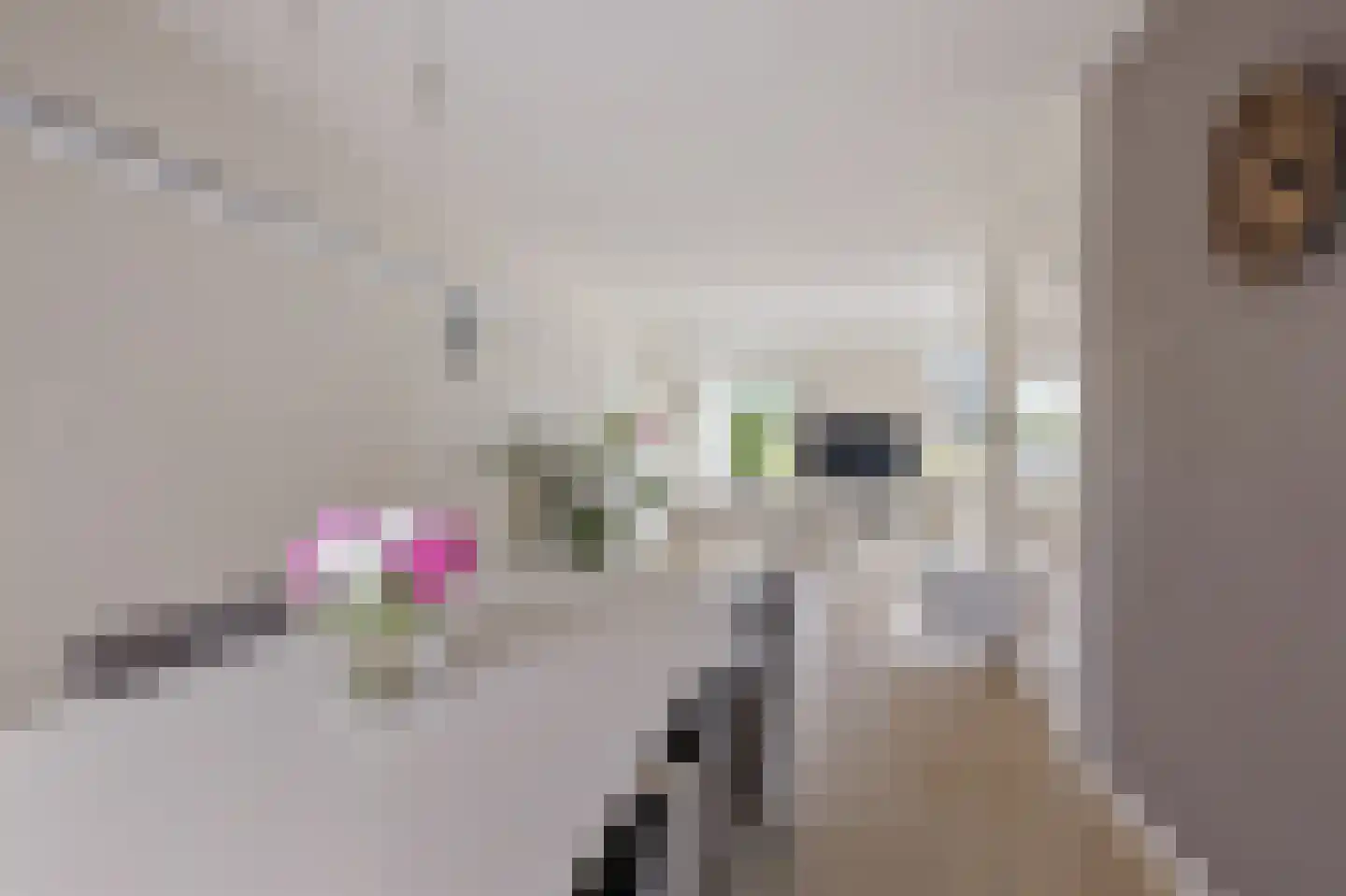 Wulpenweg 8 Havelte thumbnail 15