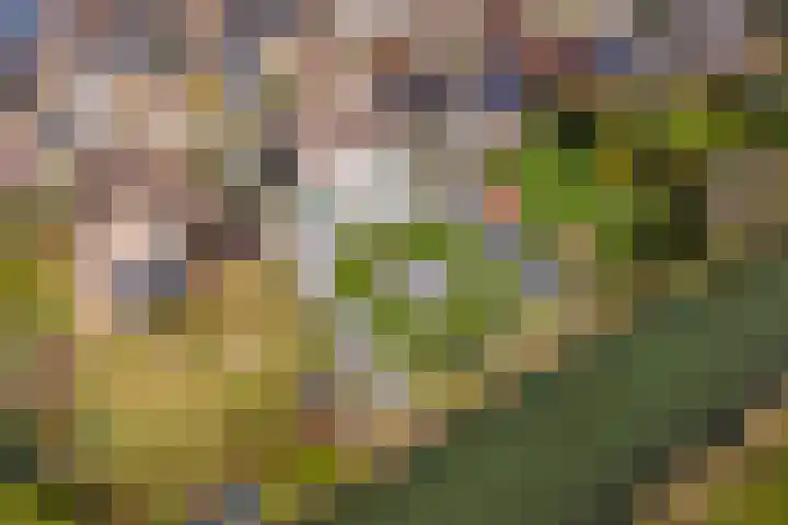 Wulpstraat 20 Maurik thumbnail 75