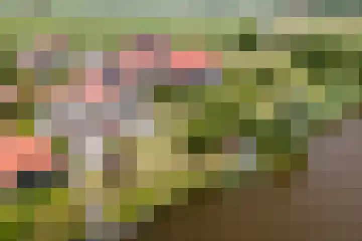 Wûnsstelling 23 Makkum thumbnail 21