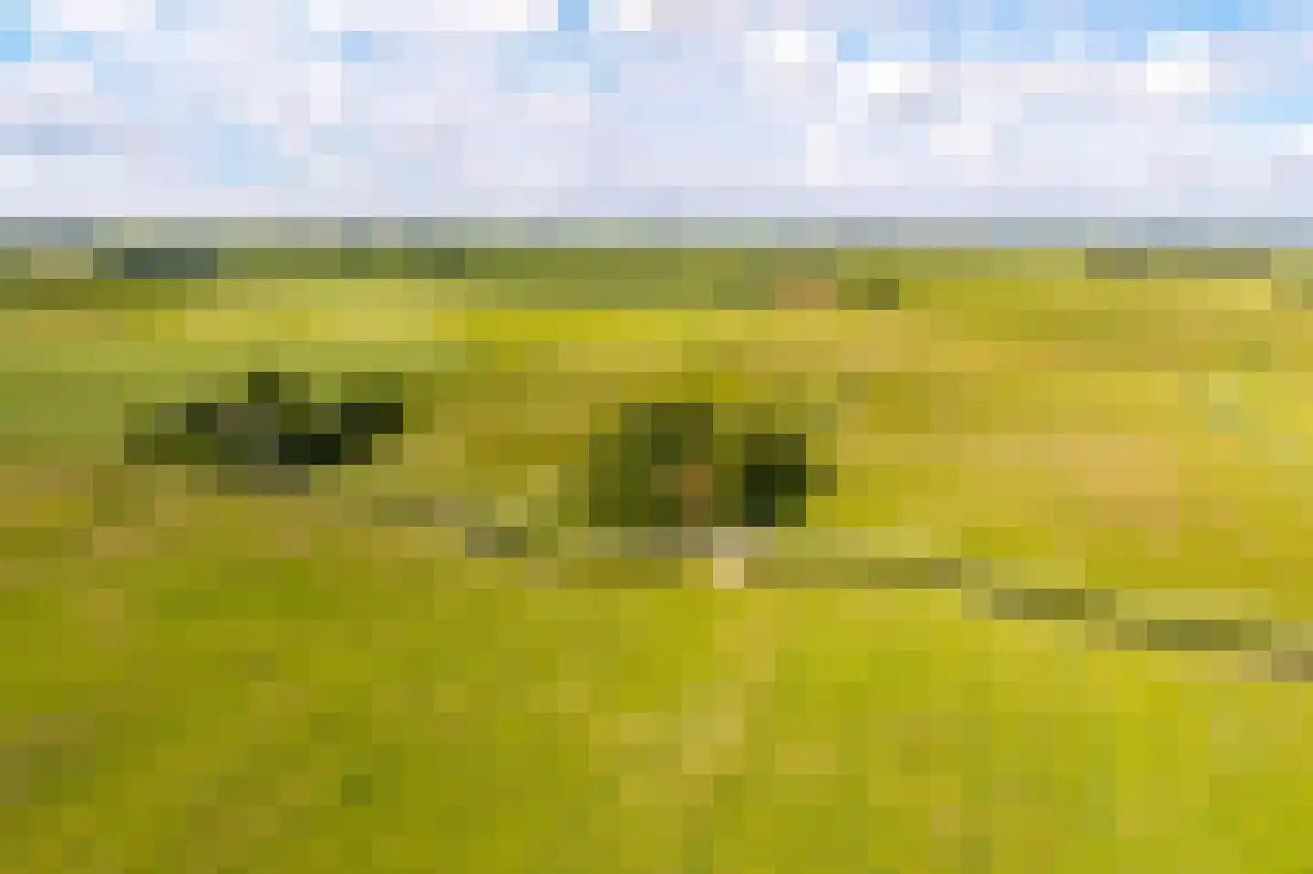 Wurgedyk 17 Stiens thumbnail 70