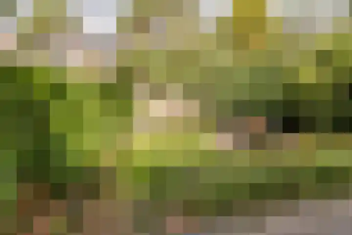 Wüstelaan 35 Santpoort-Zuid thumbnail 38