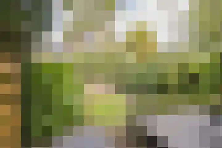Wüstelaan 35 Santpoort-Zuid thumbnail 39