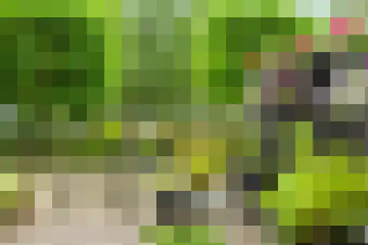 Wuyvenhaerd 37 's-Hertogenbosch thumbnail 39