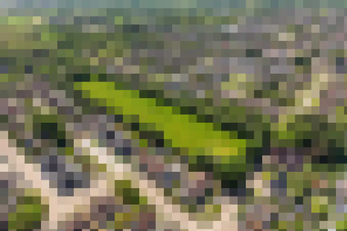 Wyger Martensstrjitte 16 Damwâld thumbnail 37