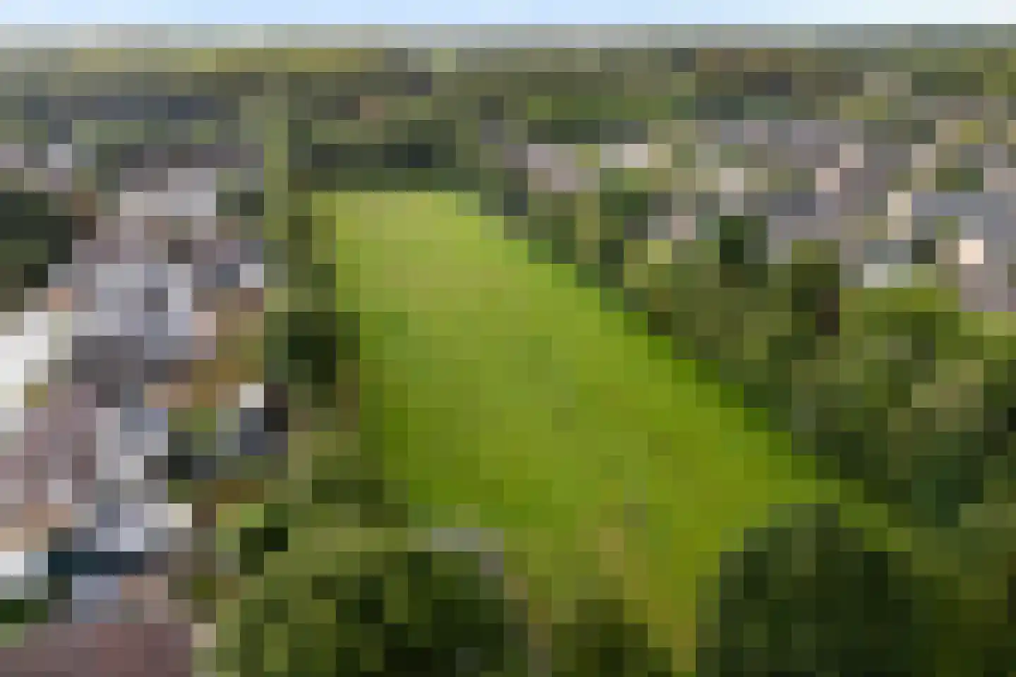 Wyger Martensstrjitte 50 Damwâld thumbnail 46