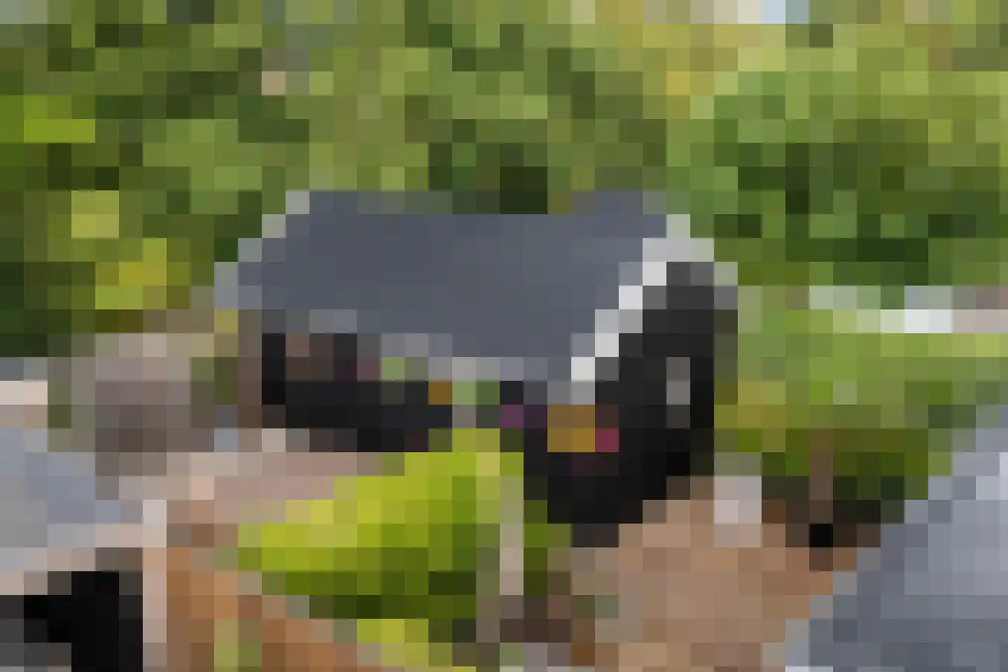 Wyger Martensstrjitte 50 Damwâld thumbnail 53