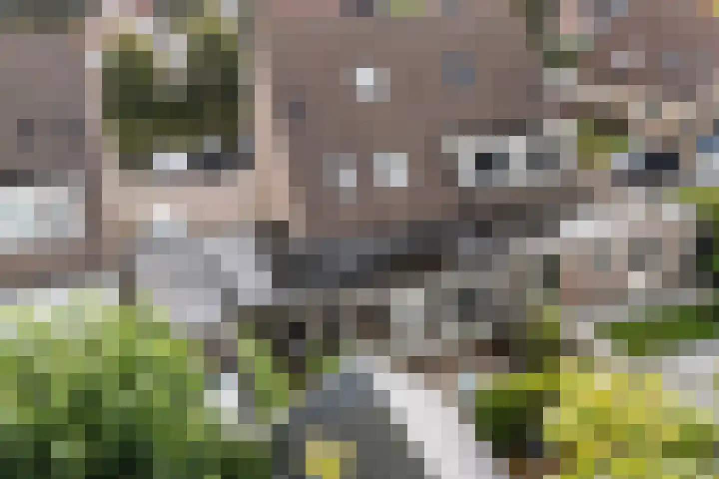 Wyger Martensstrjitte 50 Damwâld thumbnail 54