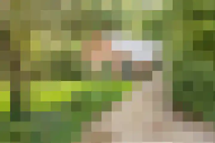 Wyldpaed 8 Kollumersweach thumbnail 11