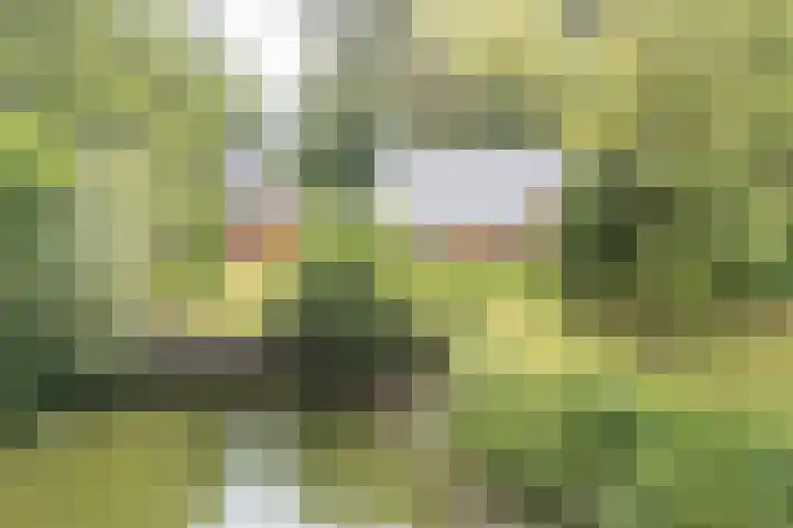 Wyldpaed 8 Kollumersweach thumbnail 41