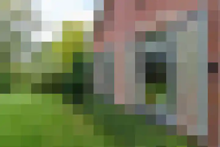 Wyldpaed 8 Kollumersweach thumbnail 43