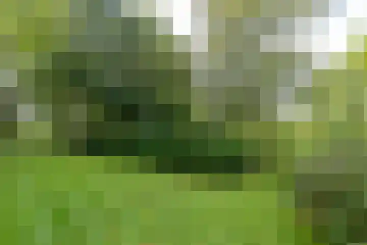 Wyldpaed 8 Kollumersweach thumbnail 45