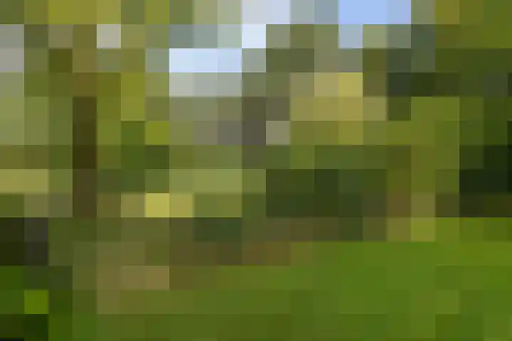 Wyldpaed 8 Kollumersweach thumbnail 46