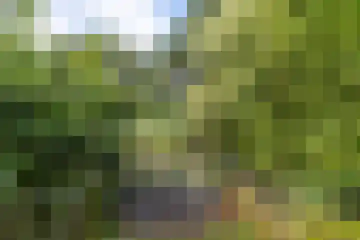 Wyldpaed 8 Kollumersweach thumbnail 47